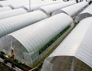 連棟溫室大棚如何去濕？