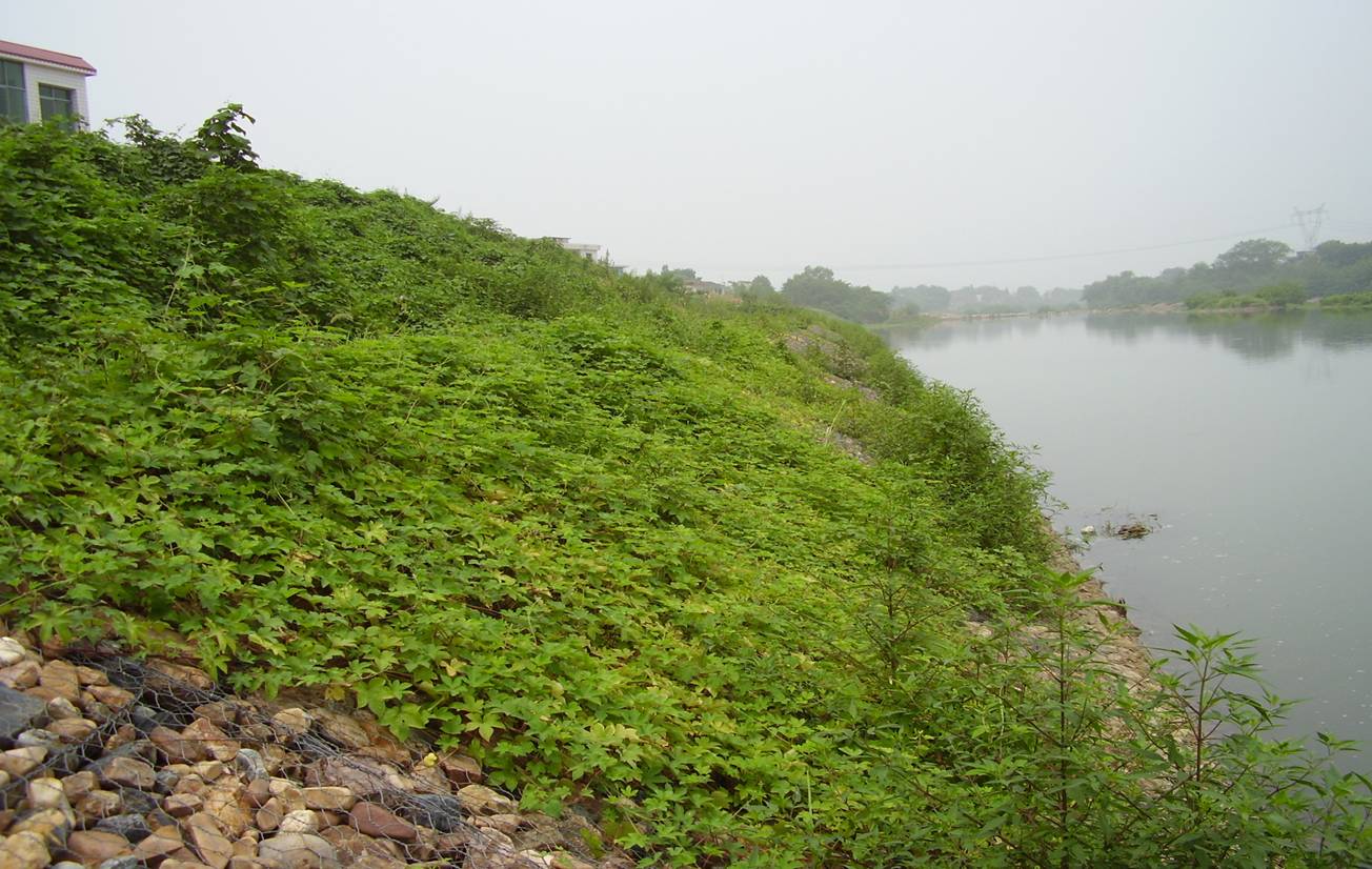 不同種類石籠網(wǎng)的不同特點(diǎn)